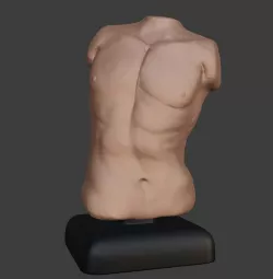 Male Torso