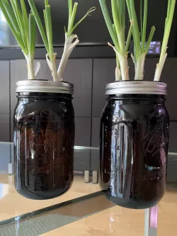 Mason Jar Scallion Grow Pods