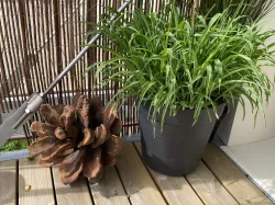 Pine Cone