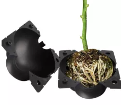 plant root growing
