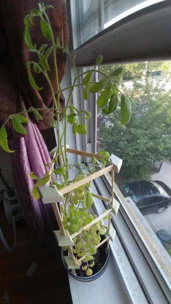 Pop-Trellis