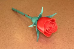 Rose with Stem & Thorns & Sepals & Hip for Valentine's Day
