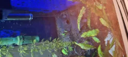Shrimp home _ Shrimp house _ Aquarium