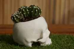 skull pot