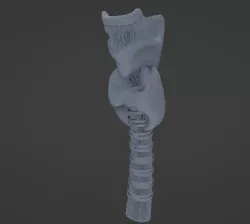 Throat