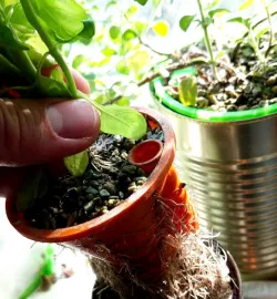 Tin Can Hydroponics with Water Level Indicator