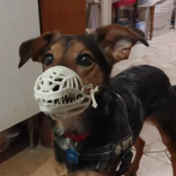 Dog Muzzle for Cosplayers dogs