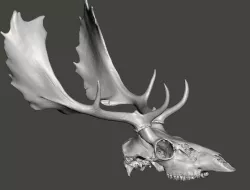 Fallow deer skull, Cervus dama head cranium