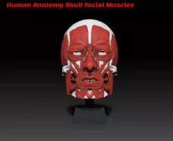 Human Head - Anatomy - Facial Muscles - Reference Tool