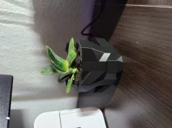 Low Poly Planter