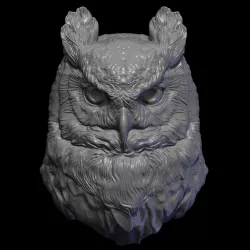 Owl  head night