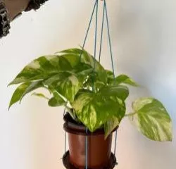 Plant hanger