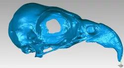 Skull of an Osprey (Pandion haliaetus)