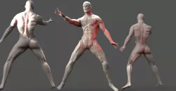 Zombie Warrior anatomy 2