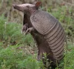 armadillo
