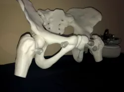 Female Pelvis