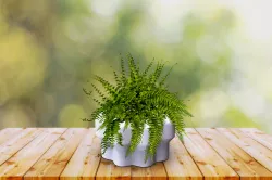 flower pot