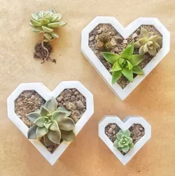 Geometrical Heart Pot Cactus and Succulents