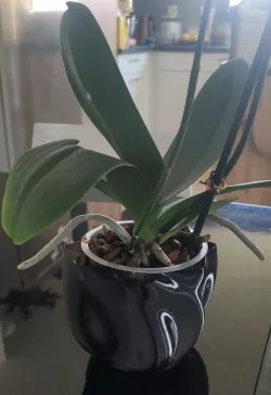 WAVE VASE SMALL