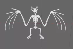 Bat skeleton
