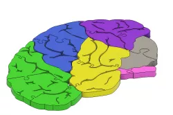 Brain Puzzle with neuron join