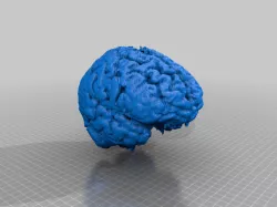 Human Brain Lifesize 1:1 Scale