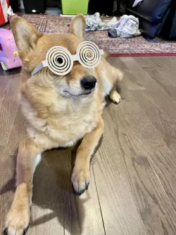 Spiral Confusion Glasses