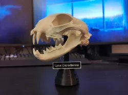 Display stand and sign for a bobcat skull 