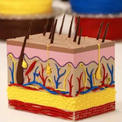Integumentary System (Skin Model)