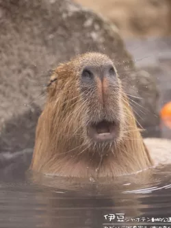 Mindcraft Capybara
