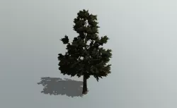 3D Pine Tree Low-poly  3D model