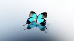 Animated Butterfly Low-poly  3D model