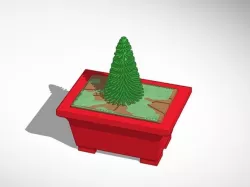 bonsai pine tree