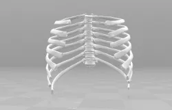 Female T3-T10 ribcage 3D model
