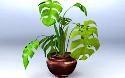 Flower Monstera®001