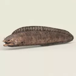 Game Ready Moray Fish Low-poly  3D model