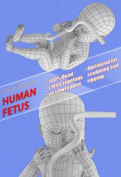 human fetus Low-poly  3D model
