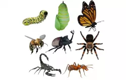 Insects Pack Ultra 3D model