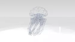 Jellyfish Wireframe 3D model