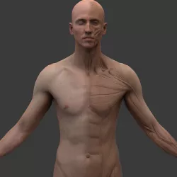 Male Ecorche 3D model