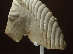 Marble head of a horse