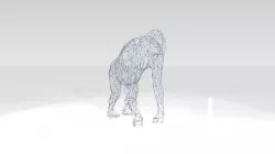 Orangutan Wireframe 3D model