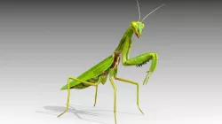 Prayer Mantis Low-poly  3D model