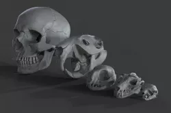Scanned Skulls Various  3D model