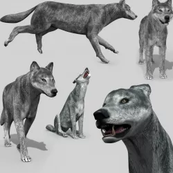 Wolfgang - 3d animated wolf model Low-poly  3D model