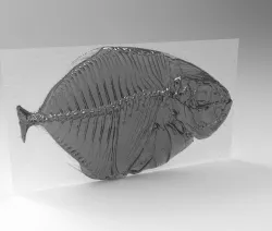 xray fish model 3D model