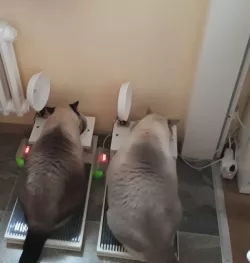automatic Pet food bowl cover