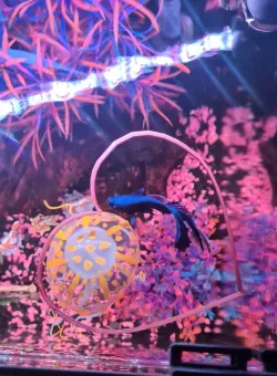 Betta Feed Ring Aquarium