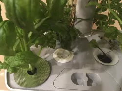 Clover Cap Hole Cover for Aerogarden