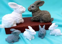 Leveret - Young Artic Hare